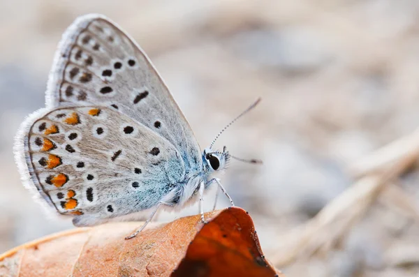 Mariposa. — Foto de Stock