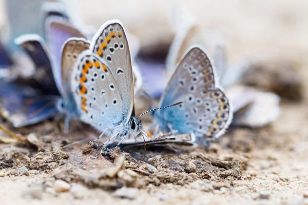 Familia de mariposas — Foto de Stock