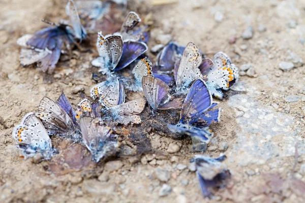 Familia de mariposas destruidas — Foto de Stock