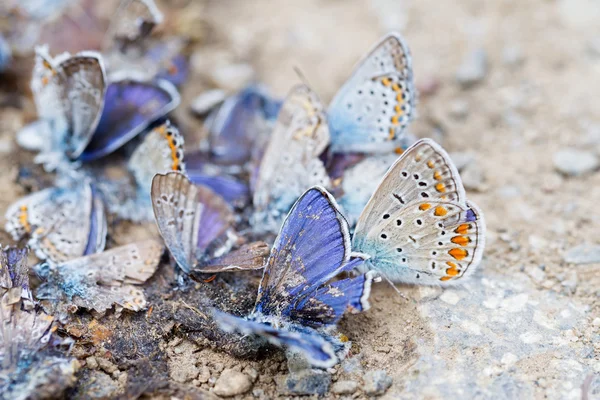 나비 가족을 파괴 — 스톡 사진