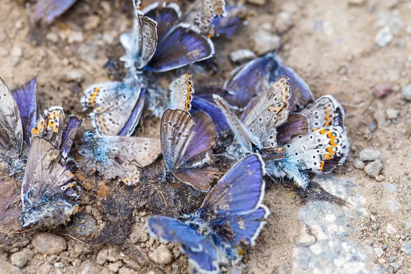 Familia de mariposas destruidas — Foto de Stock