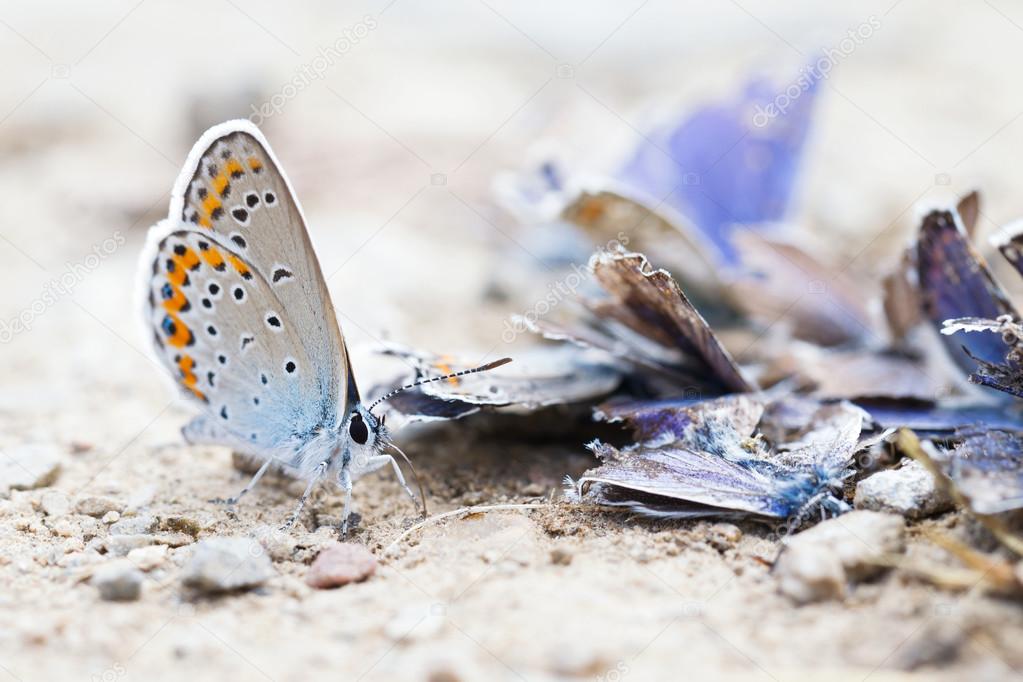 Destroyed butterfly family