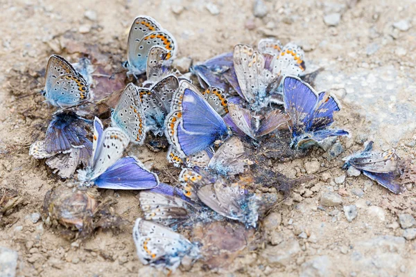 Destroyed butterfly family — Stock Photo, Image