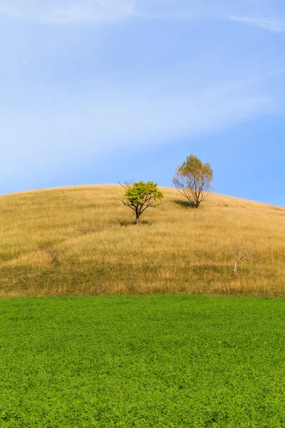 Alfalfa field — Stock Photo, Image