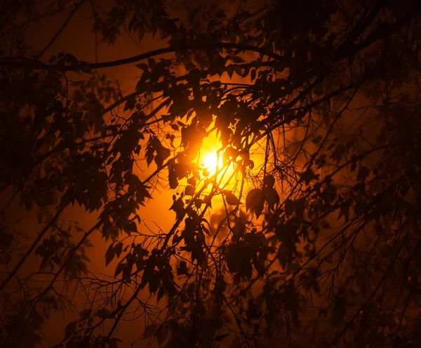 Φωτογραφία της silhouetted δέντρο τη νύχτα το φως λαμπτήρα — Φωτογραφία Αρχείου