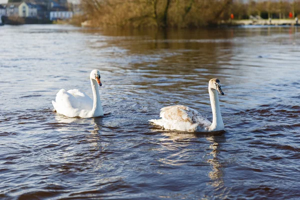 Prachtige witte zwanen — Stockfoto