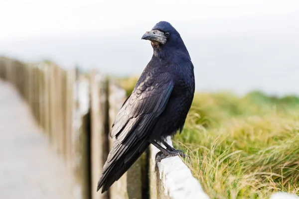 Corbeau noir sympathique — Photo