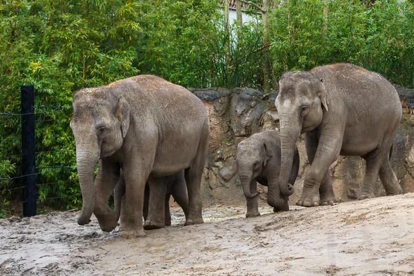 Familia de elefantes en el zoológico — Foto de Stock