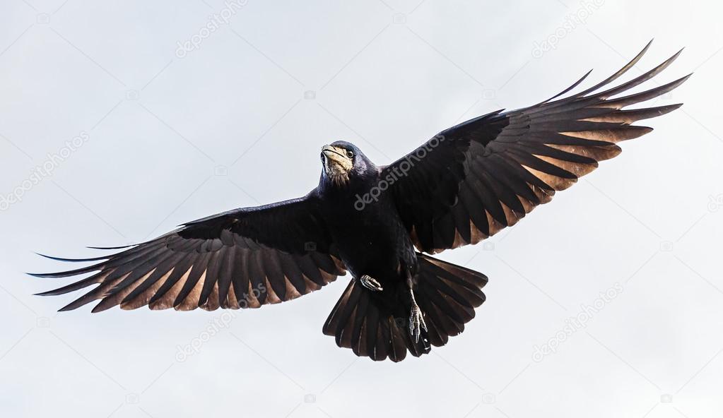 Photo of black crow flying with spread wings