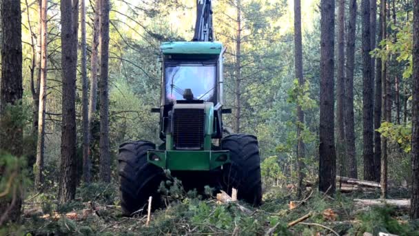 Forest Harvester in action - cutting down tree — Stock Video