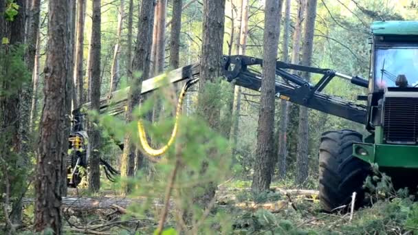 Erdő Aratógép akcióban - fa kivágása. Egy speciális a Feller Buncher fűrészek a frissen vágott fa törzse. — Stock videók