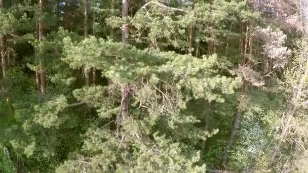 Voando sobre a floresta. Estrada de campo saindo à distância — Vídeo de Stock