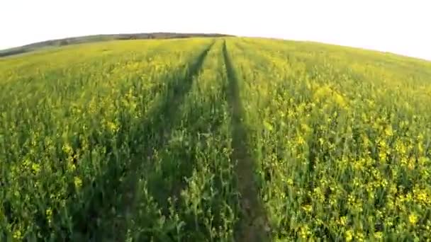 El vuelo sobre un campo de colza oleaginosa — Vídeo de stock