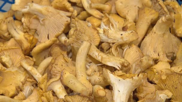 Chanterelle svamp, många svampar samlas i skogen — Stockvideo