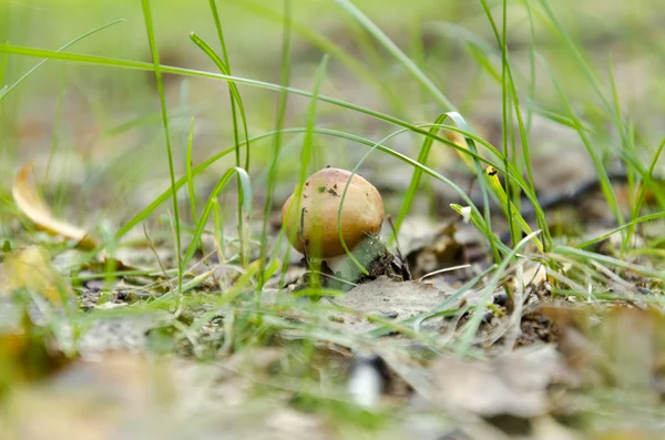 Pilz — Stockfoto