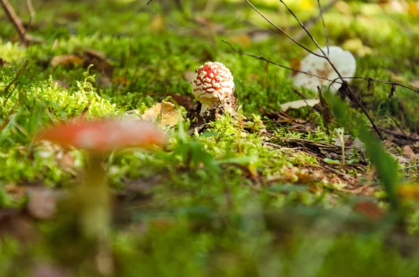 Fly agaric nebo létat Amanita houby, Amanita muscaria — Stock fotografie