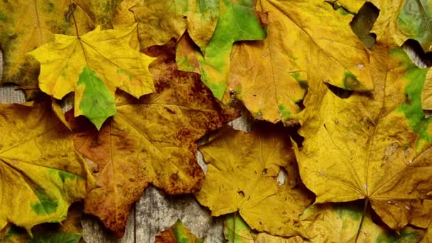 Hojas de otoño en el viejo suelo de madera — Vídeos de Stock