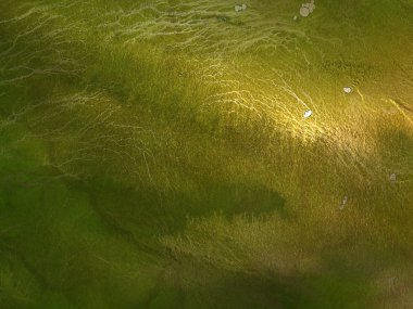 sarı-yeşil arka plan