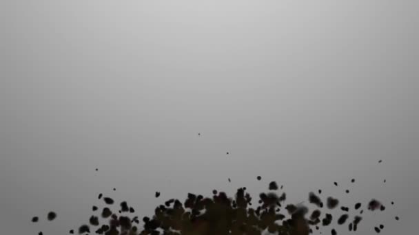 Enjambre. Conceptos enjambre de insectos o movimiento aleatorio de partículas — Vídeo de stock