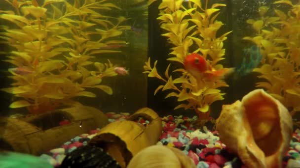 Time-lapse van Aquarium Fish Tank — Stockvideo