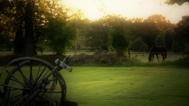 Horse grazing in a meadow — Stock Video