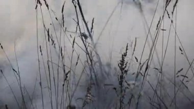 Yangın. Çim, ahşap, turba, orman yakma. Kamera hareketleri