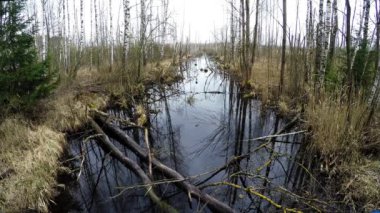 Vahşi ormanda Nehri