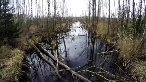 La rivière dans la forêt sauvage. délai imparti 