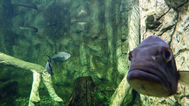 Unterwasserleben von Süßwasserfischen. Fisch starrt in die Kamera — Stockvideo