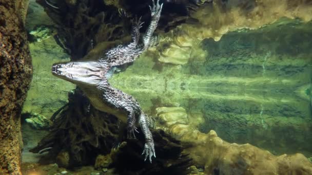 Krokodil onder water — Stockvideo