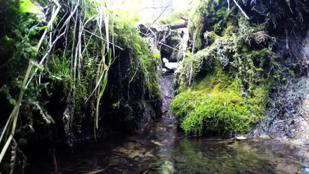 Rent färskt vatten vattenfall i skogen. Heliga våren — Stockvideo