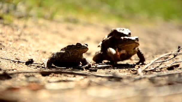 Mariage des grenouilles printanières — Video