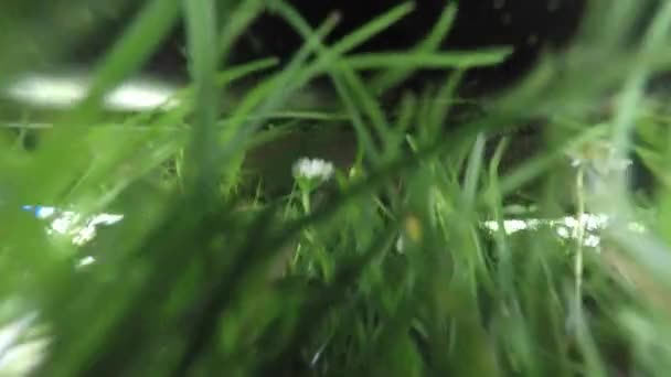 Lawn mowing grass — Stock Video