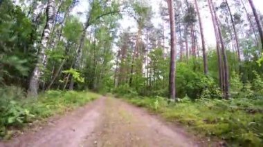 Arabayı orman geçer. Milli Park orman yolu