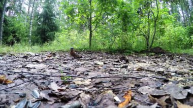 Erkek Fringilla coelebs Milli Parkı. Milli Parkı ispinozgiller