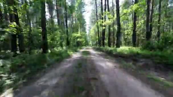 O carro atravessa a floresta. Estrada florestal no parque nacional — Vídeo de Stock