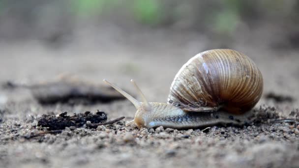 Macro de hermoso caracol arrastrándose en la naturaleza. Helix pomatia. caracol — Vídeo de stock