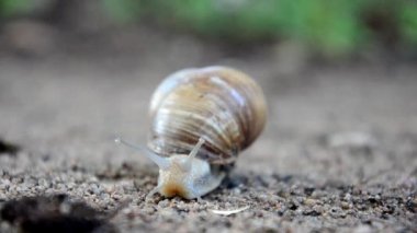 Güzel salyangoz doğada sürünerek makro. Helix pomatia. salyangoz