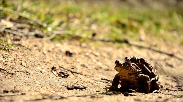 짝짓기 하는 봄 개구리 — 비디오