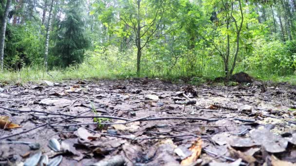 Männliche fringilla coelebs Nationalpark. Finken im Nationalpark — Stockvideo