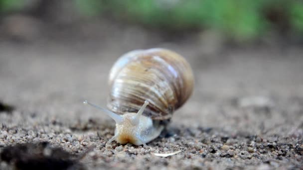 Macro de belle escargot rampant dans la nature. Helix pomatia. escargot 