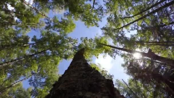 Les cimes des arbres et les nuages qui se déplacent rapidement. Délai imparti — Video