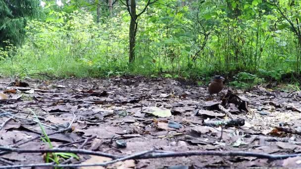 Homme Fringilla coelebs National Park. Finch dans le parc national — Video