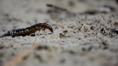 Su böcekleri Dytiscus persicus larvaları. Gezinme YavruIar böceği larvası