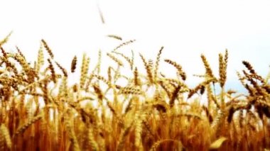 Altın buğday tarlası ve güneşli gün