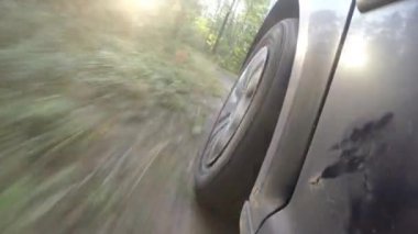 Arabayı orman geçer. Milli Park orman yolu
