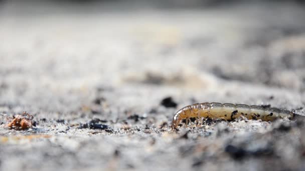 Larwy chrząszczy wodnych Dytiscus persicus. Larwa chrząszcza przeszukiwań przepoczwarzać — Wideo stockowe