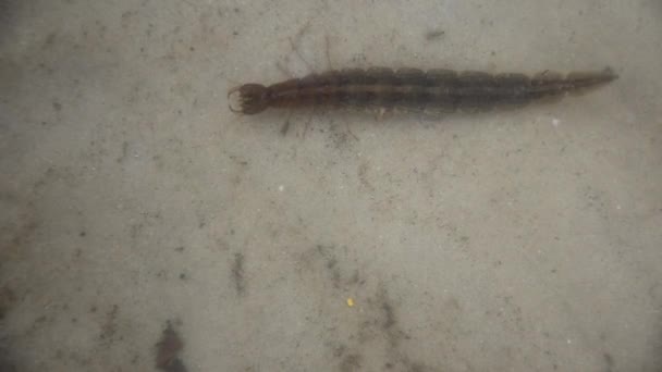 Larver av vatten skalbaggar Dytiscus persicus i sjön — Stockvideo