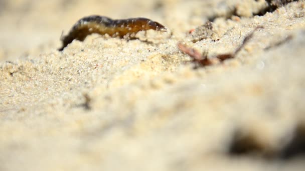 Larver av vatten skalbaggar Dytiscus persicus. Larva av skalbagge kryper pupate — Stockvideo