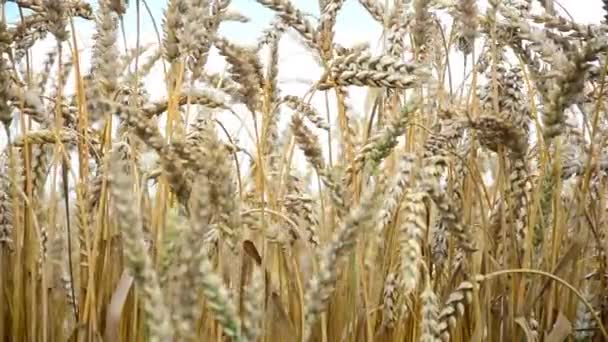 Золотое пшеничное поле и солнечный день — стоковое видео